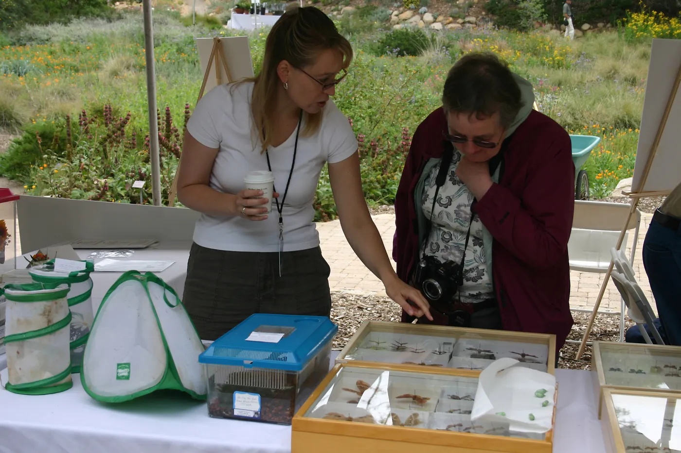 BioBlitz, Insect Station