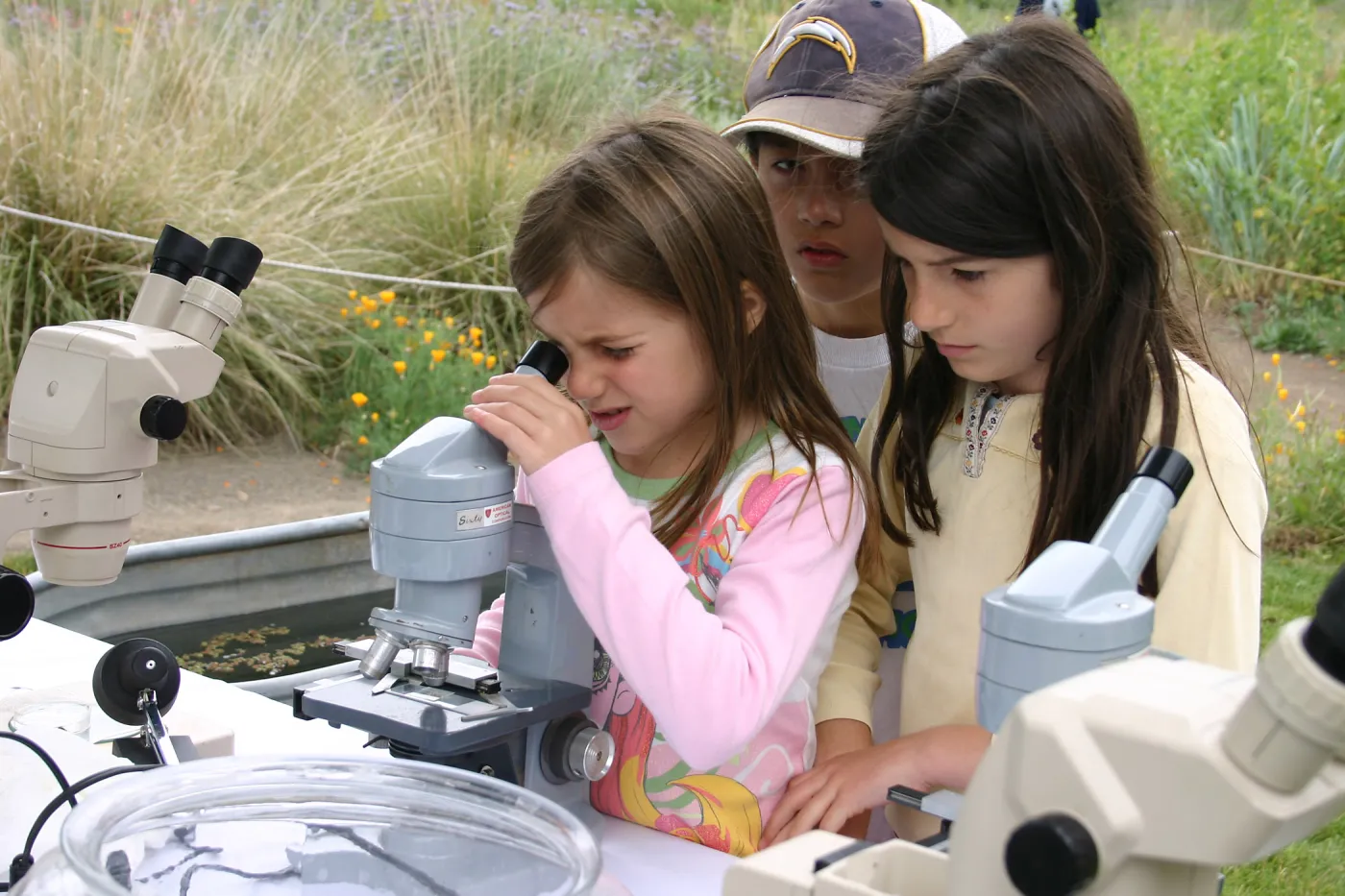 BioBlitz, Station, Microscorpe viewing