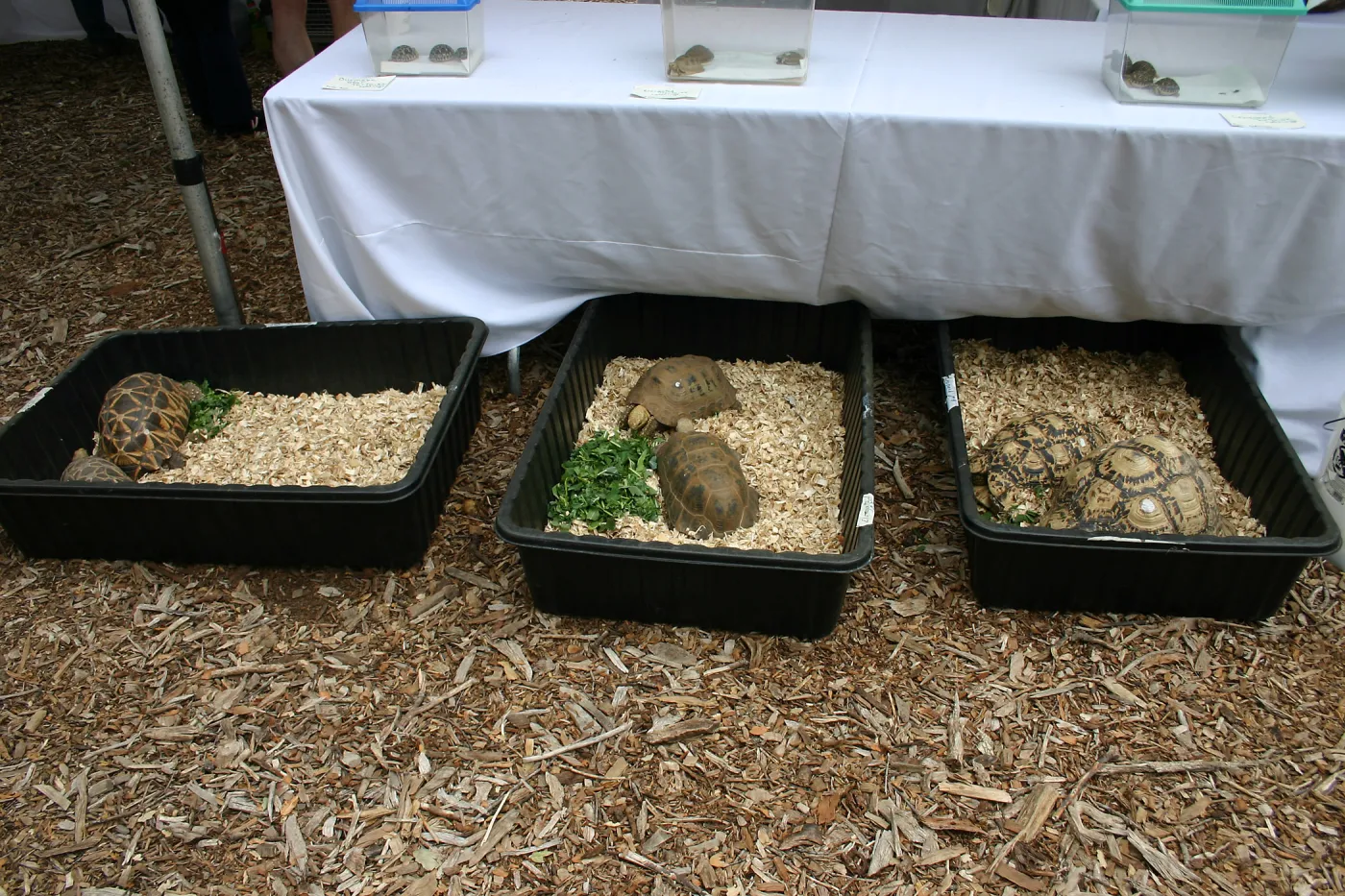 BioBlitz, Desert Tortoises