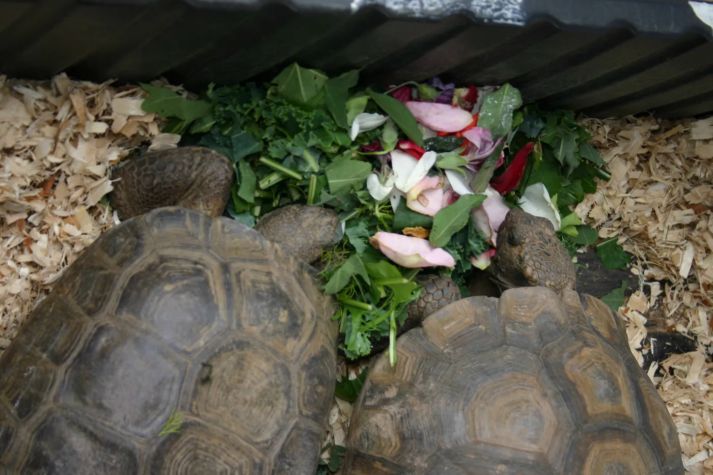 BioBlitz, Desert Tortoise feeding