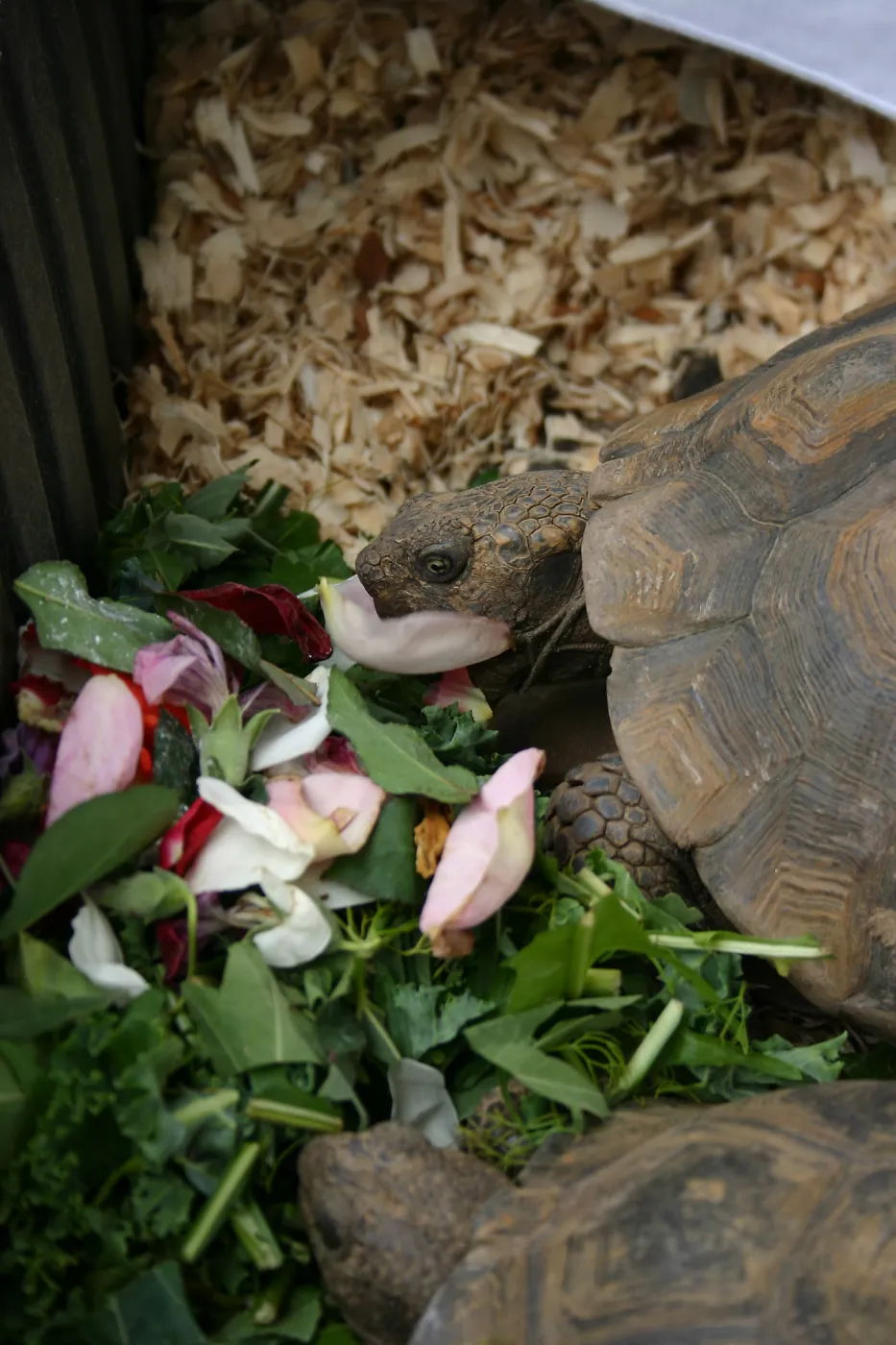 BioBlitz, Desert Tortoise feeding