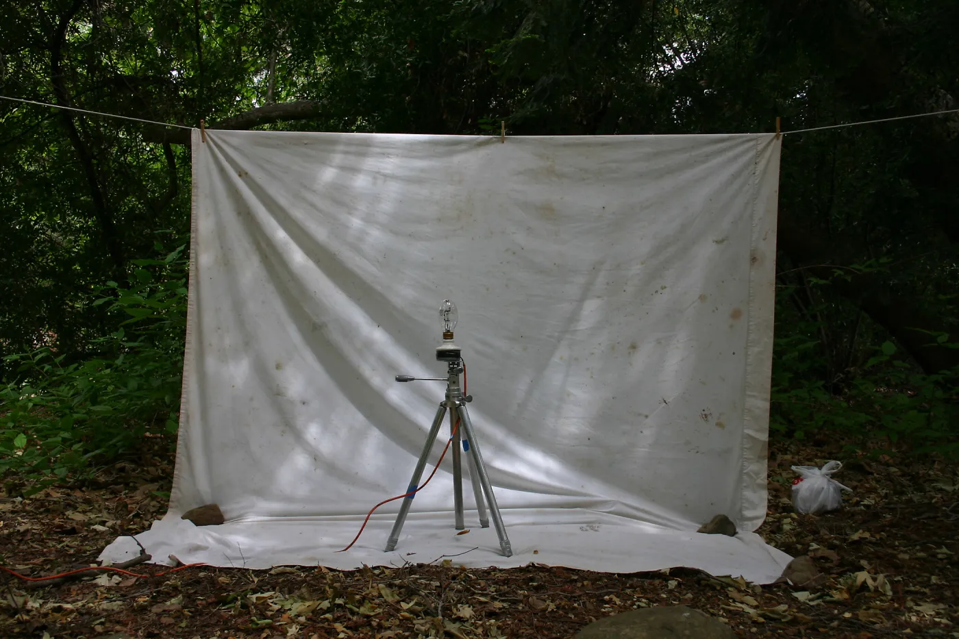 BioBlitz, insect collecting apparatus