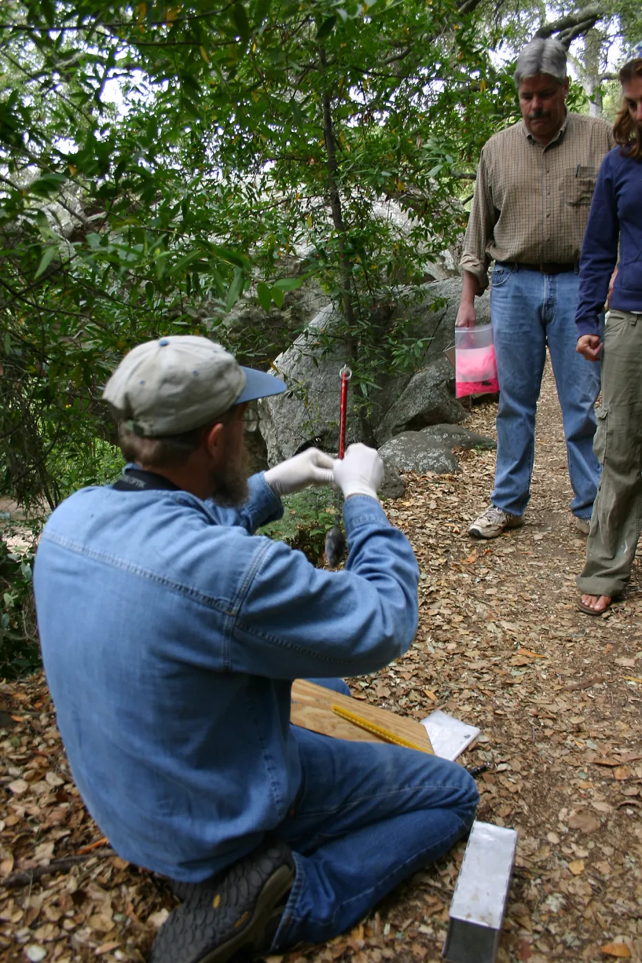 BioBlitz, weighing a wood rat