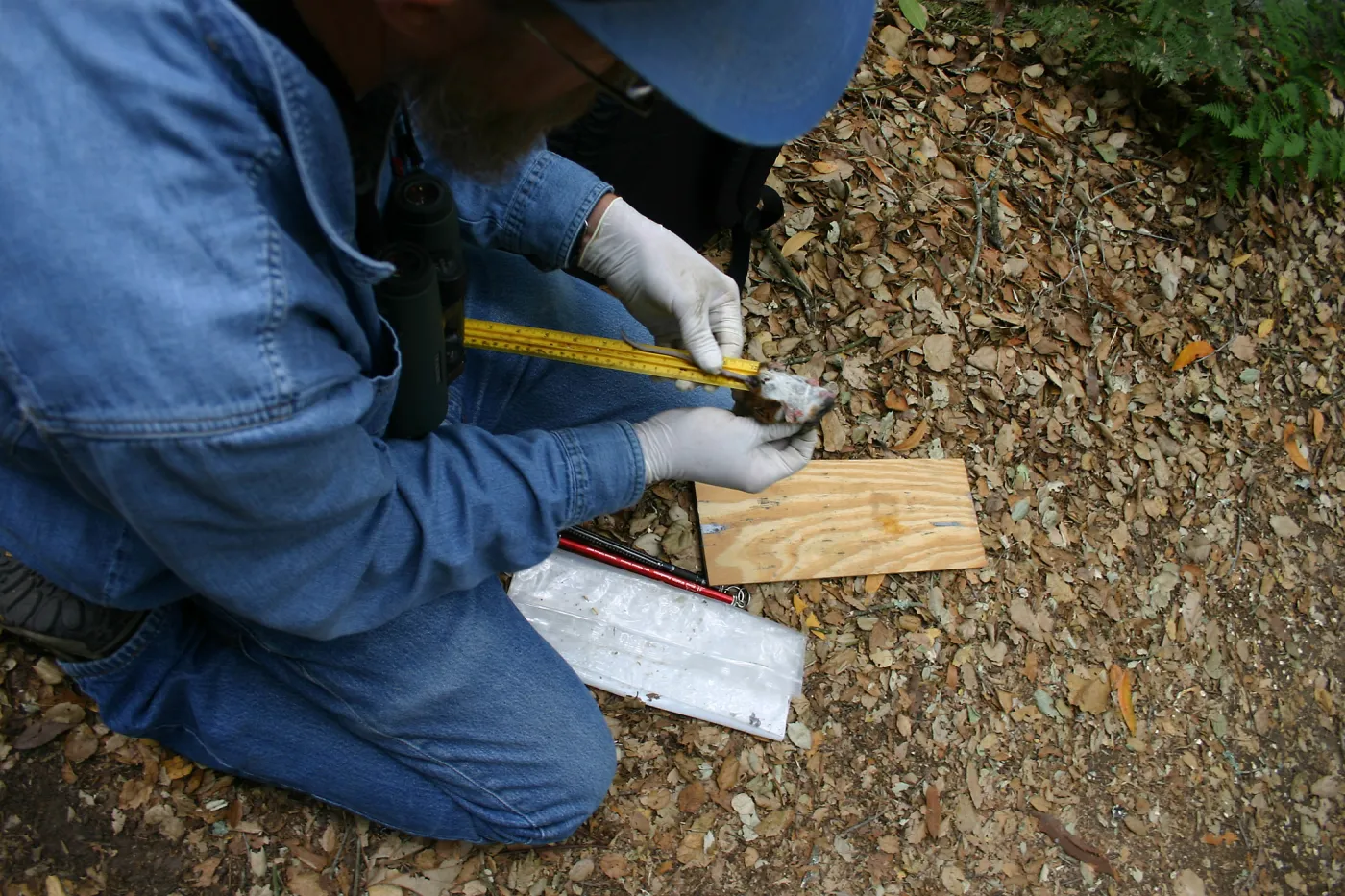 BioBlitz, measuring a wood rat