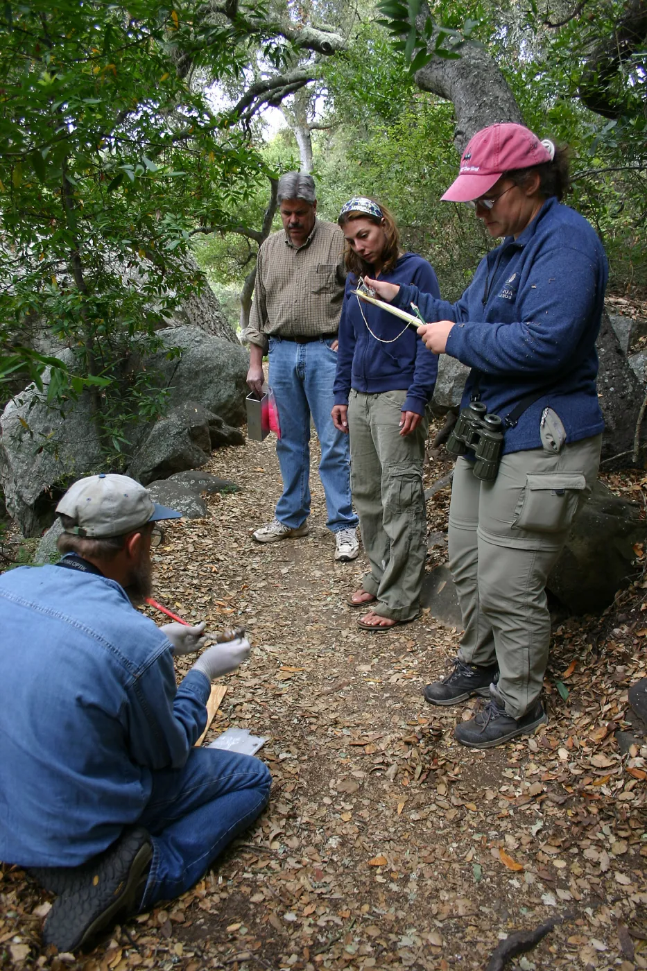 BioBlitz, examining a wood rat