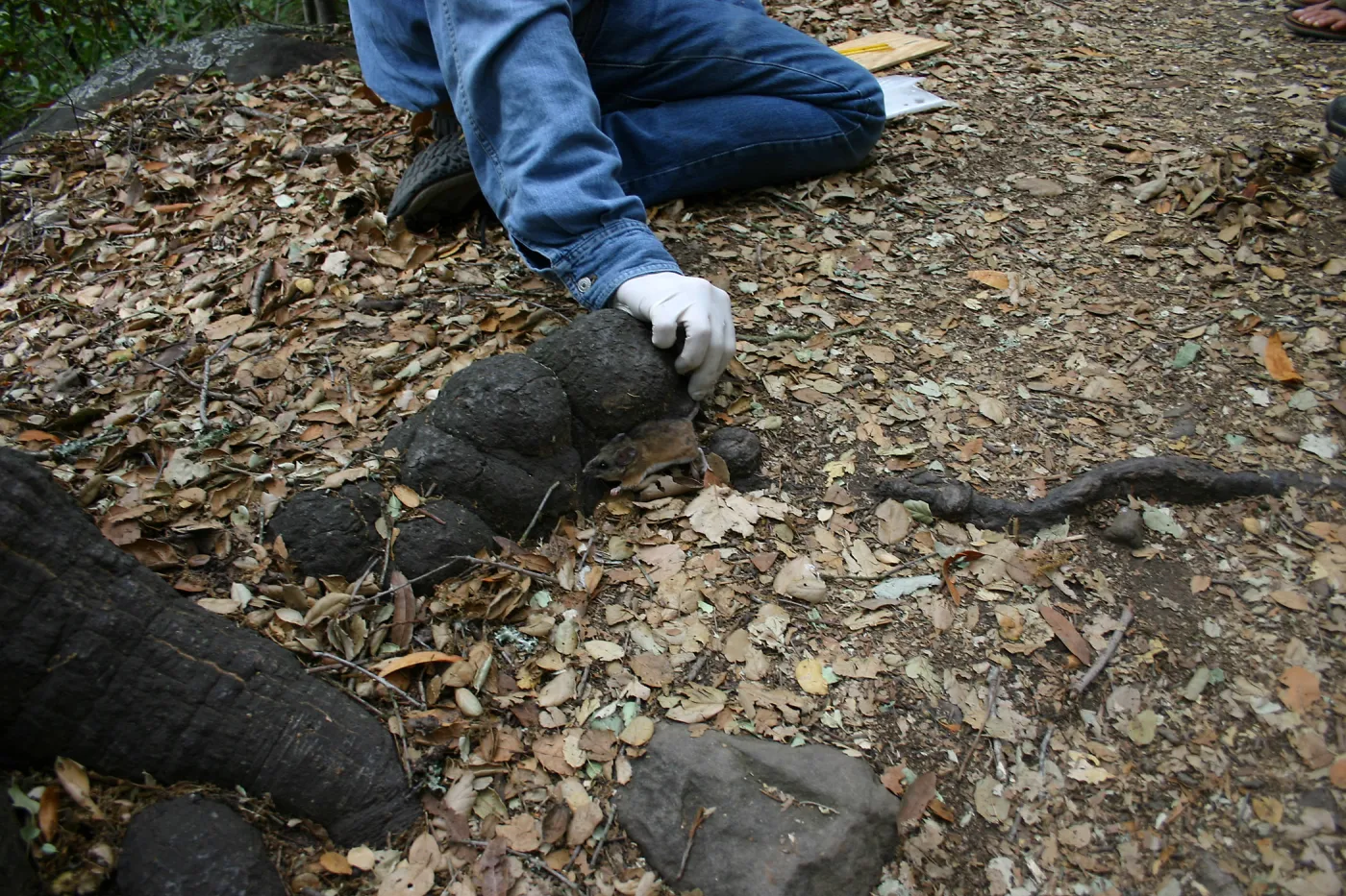 BioBlitz, releasing examined wood rat