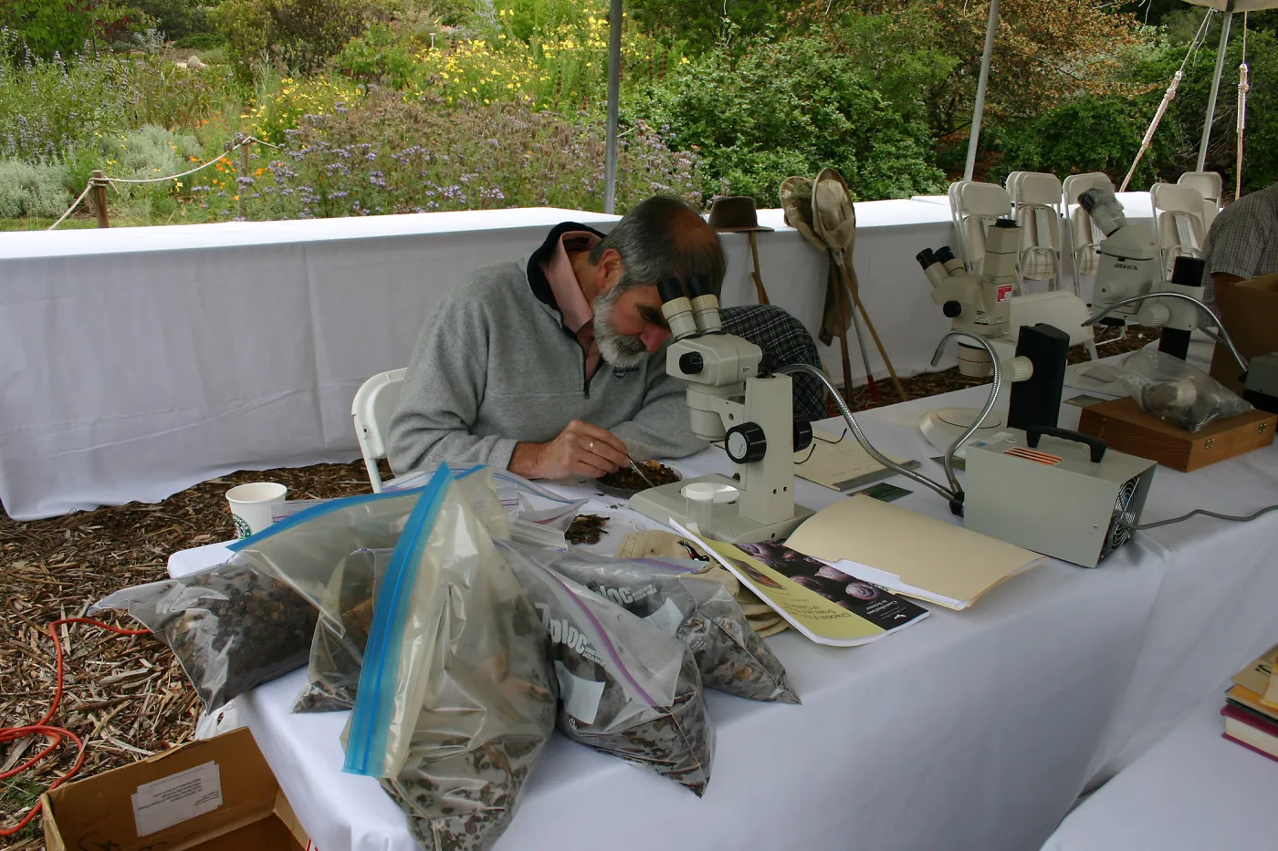 BioBlitz, Station, Microscope viewing