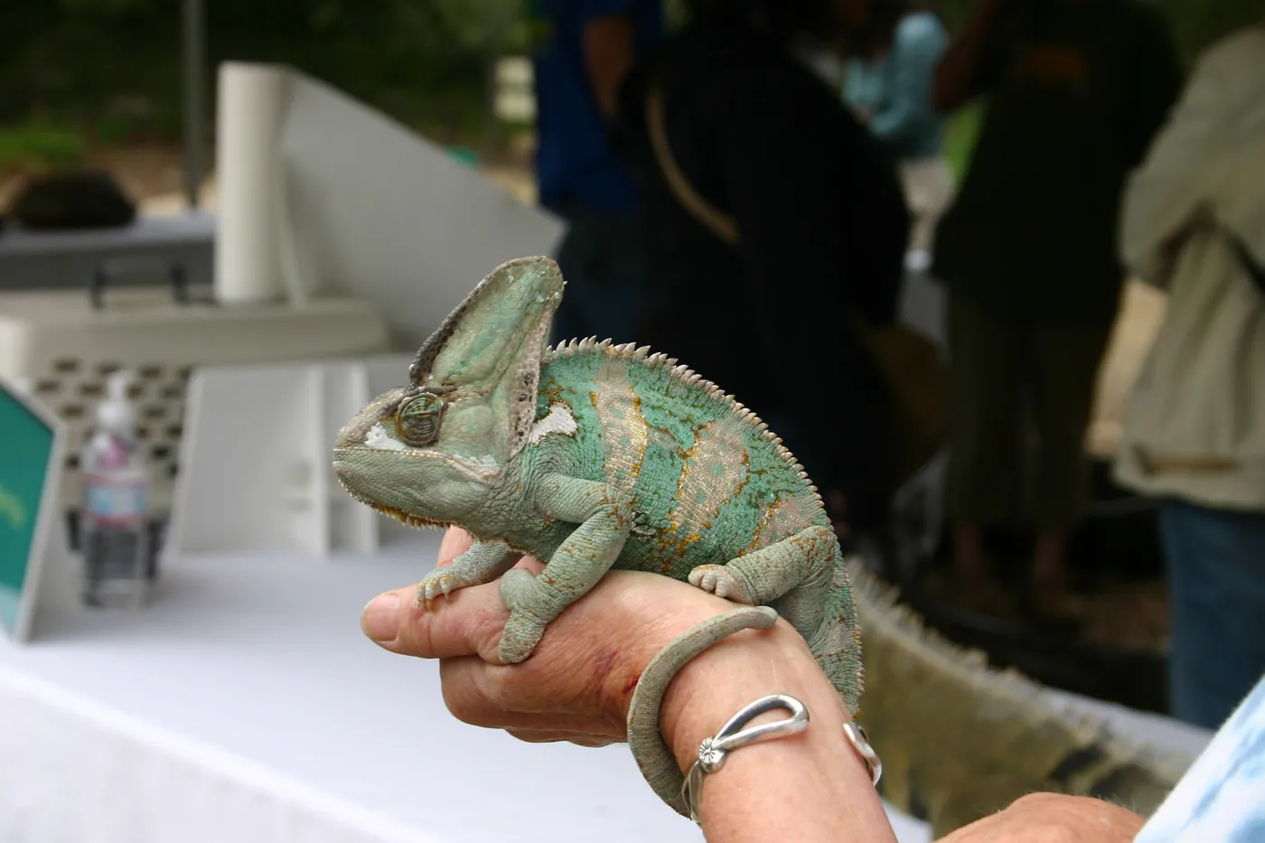 BioBlitz, Iguana