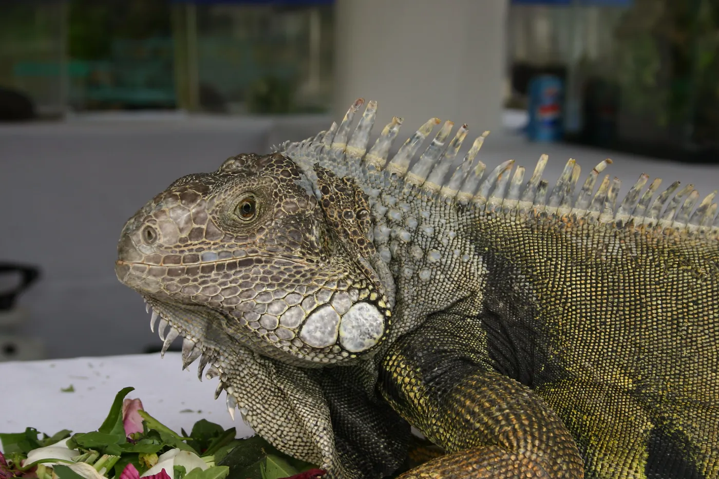 BioBlitz, Iguana close-up