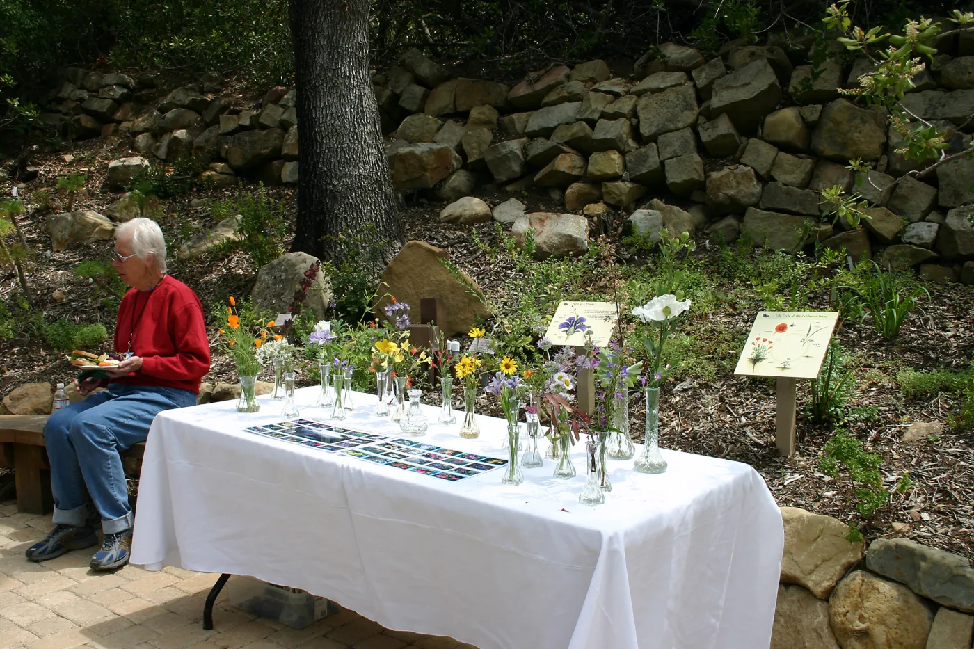 BioBlitz, wildflower display