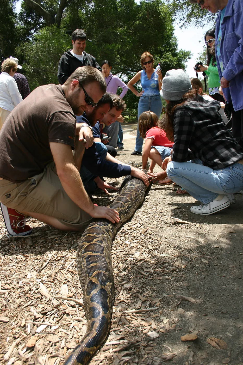 BioBlitz, Python