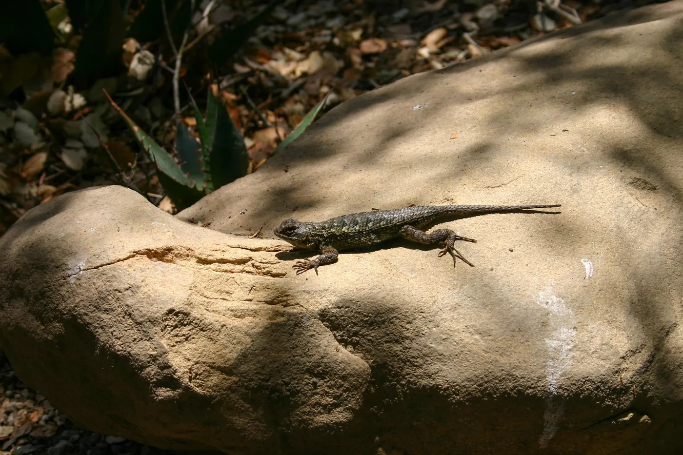 Lizard