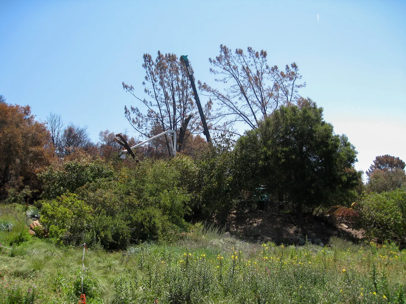 Removal of leaning gray pine