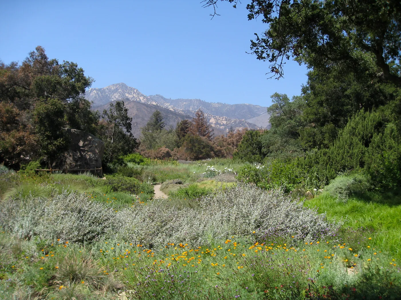 Groundcover Section, Meadow, and Arlington Peak