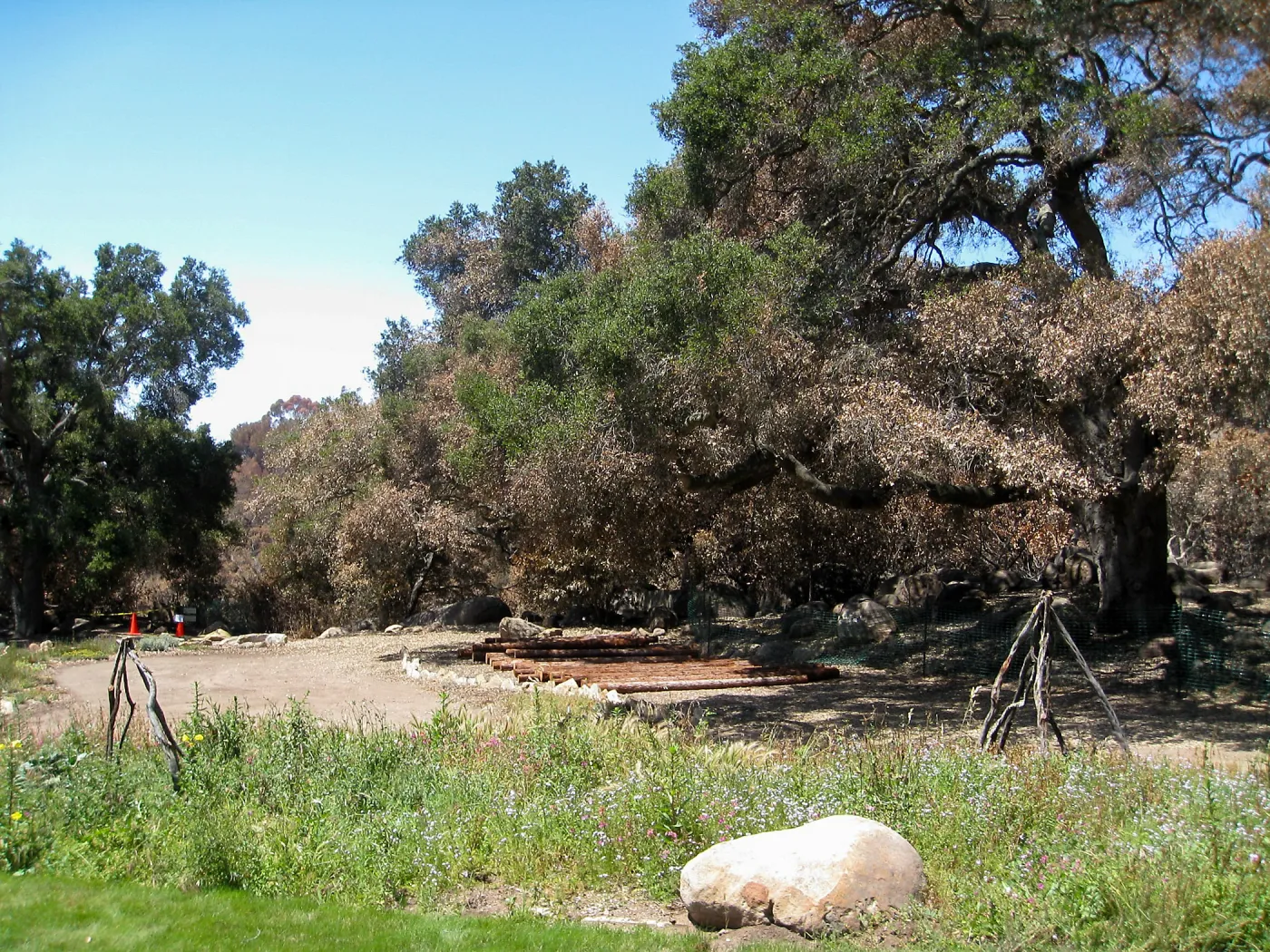 Redwood logs from Restoration Forest Project at Meadow Terrace