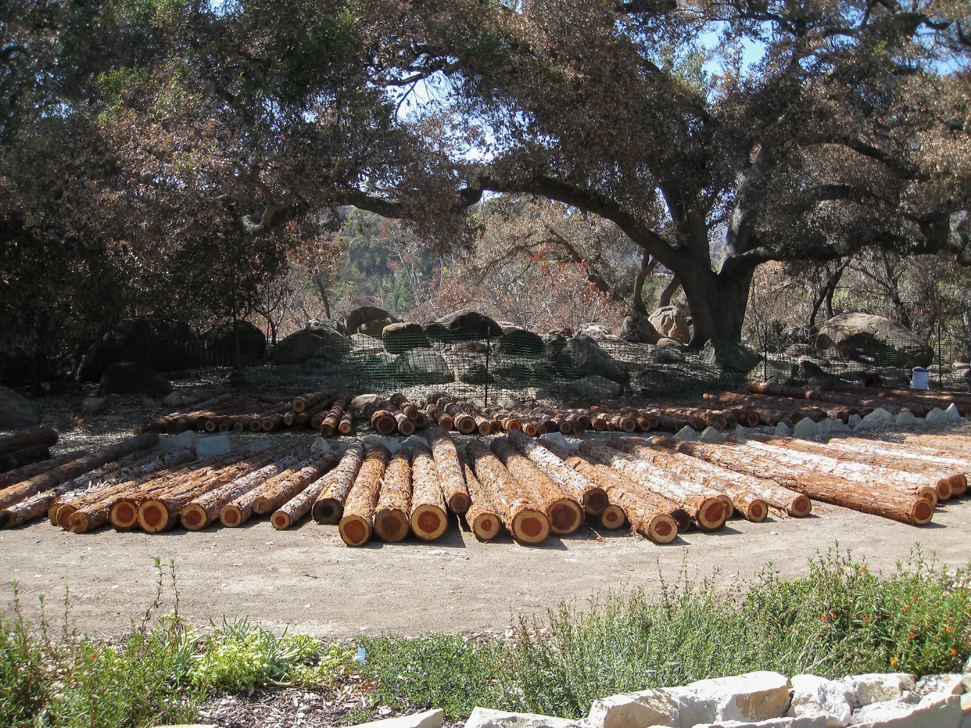 Construction of Herb Parker's â€˜Haven' labyrinth, Redwood logs from Restoration Forest Project at Meadow Terrace