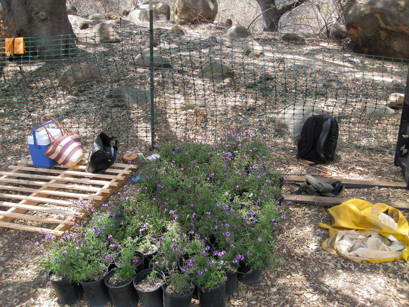 Construction of Herb Parker's â€˜Haven' labyrinth, native plants for roof arrive