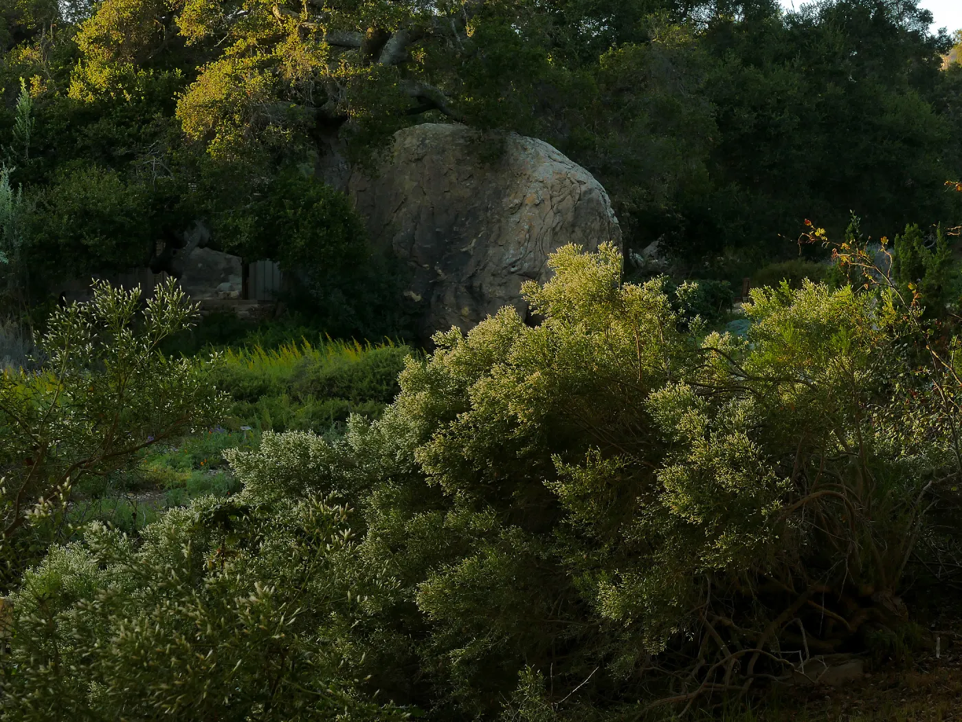 Baccharis sarothroides â€˜Centennial' at sunset in the Ground Cover Section