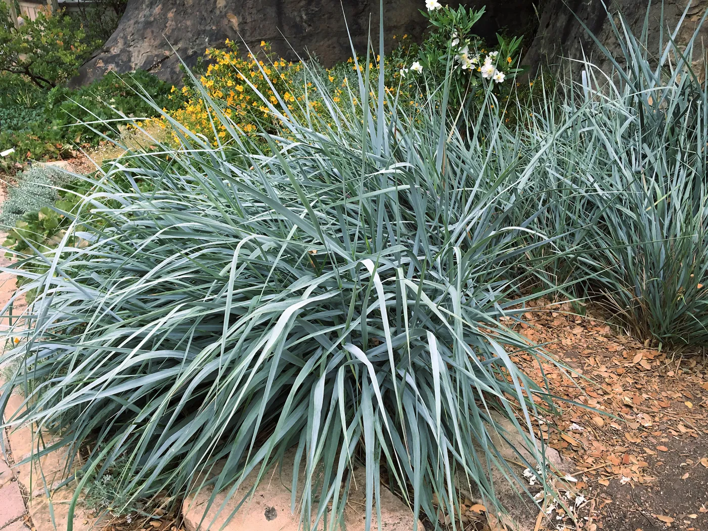 Canyon Prince Giant Wild Rye