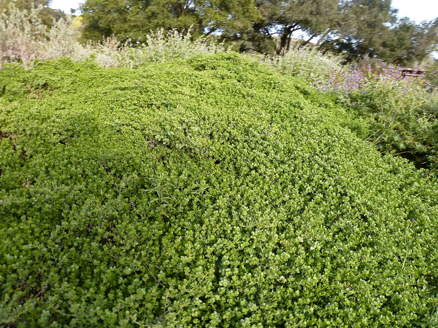 Pigeon Point Coyote Brush
