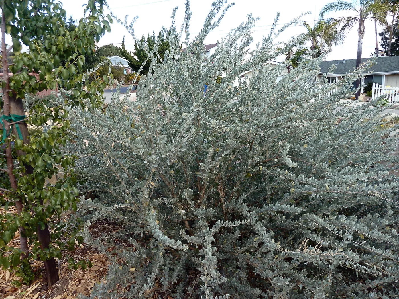 Big Saltbush