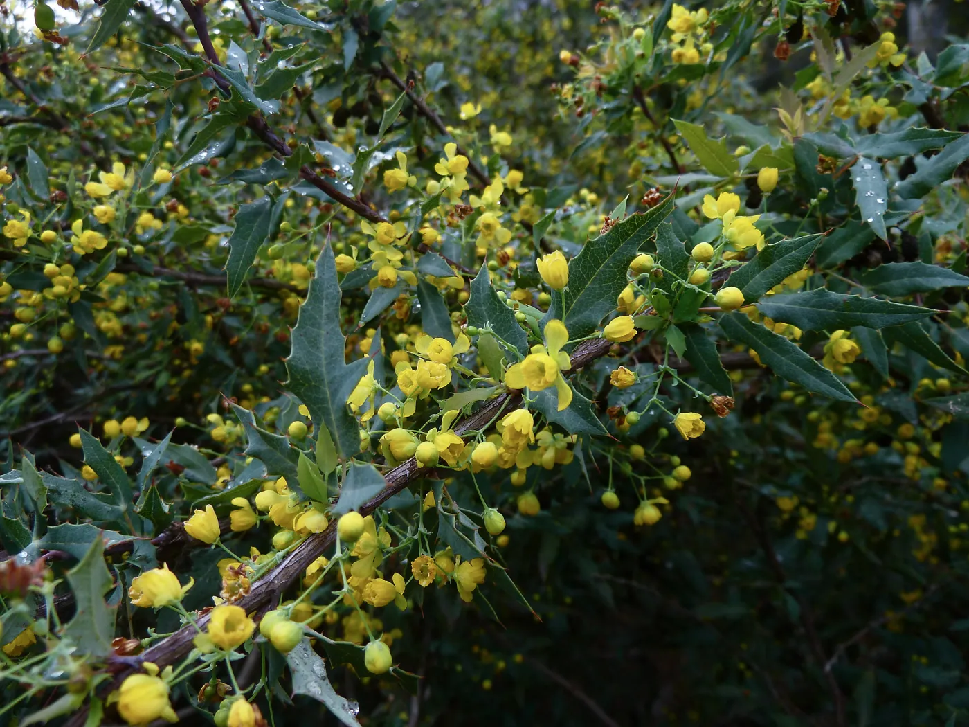 Nevis Barberry