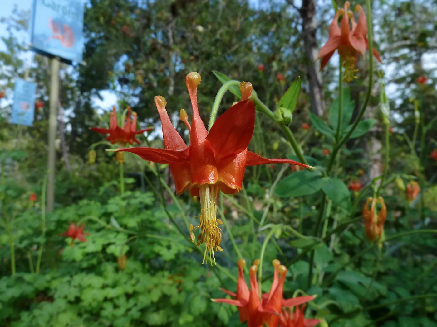 Western Columbine