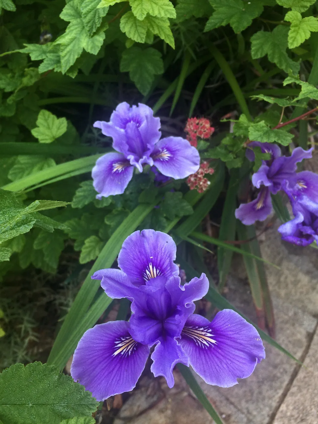Pacific Coast Hybrid Iris