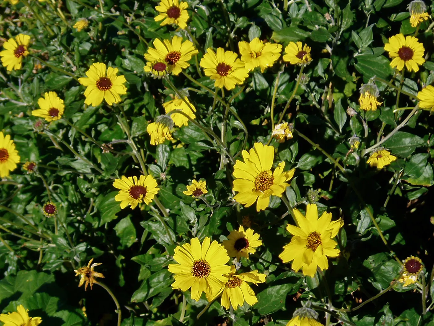 California Bush Sunflower