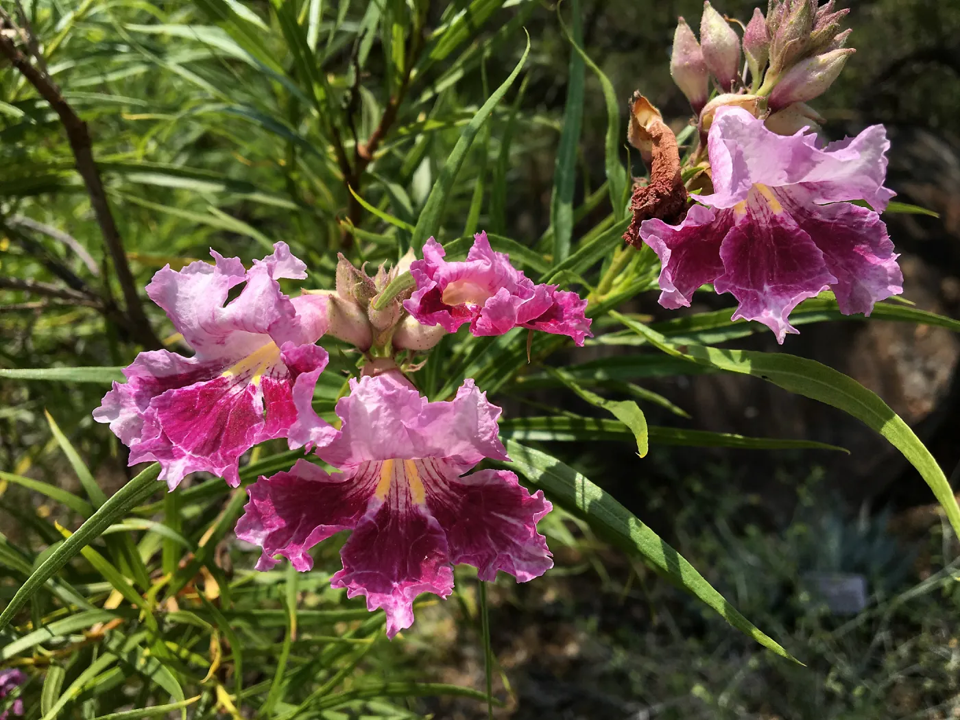Desert-willow