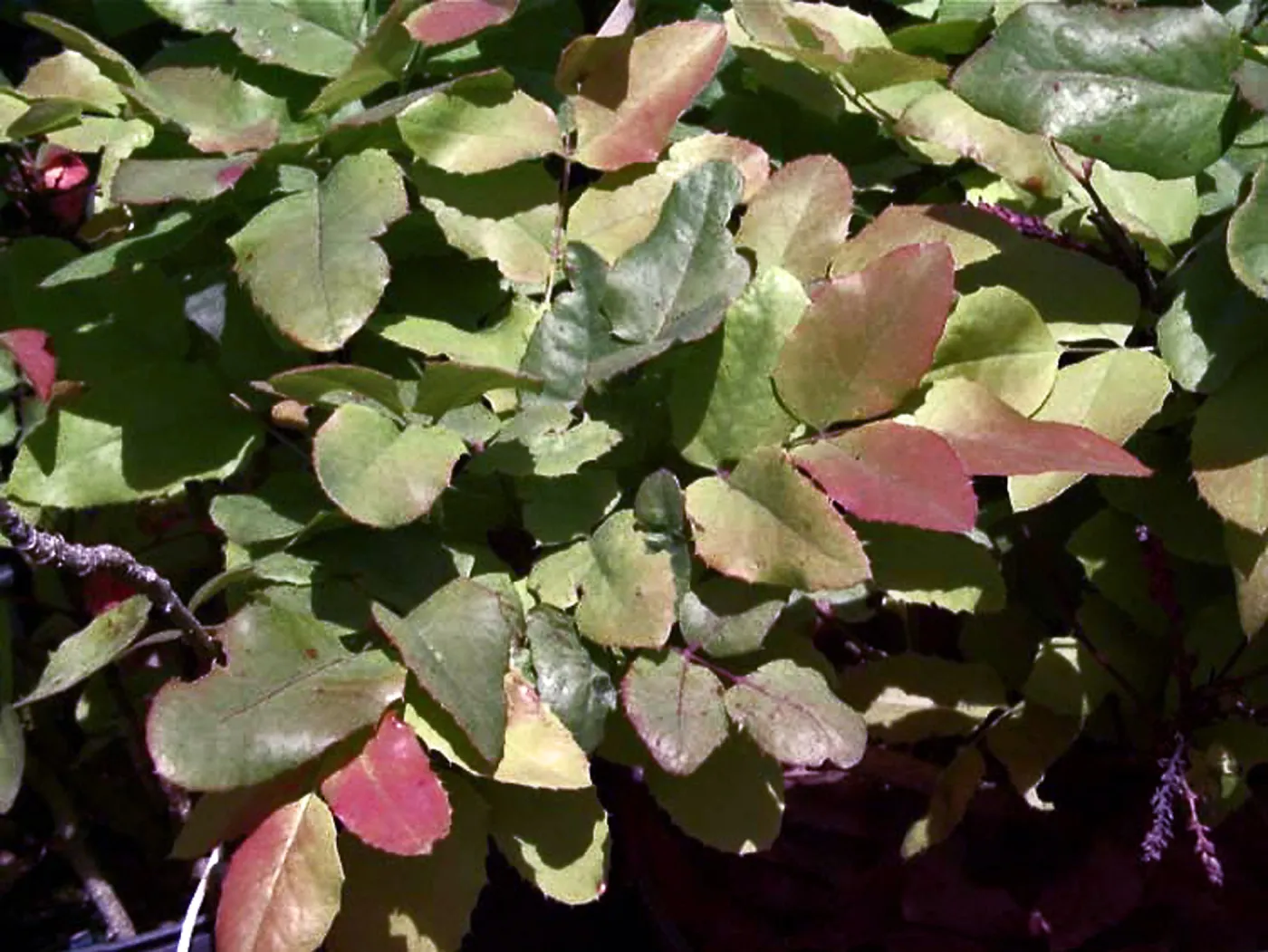 Berberis repens new growth