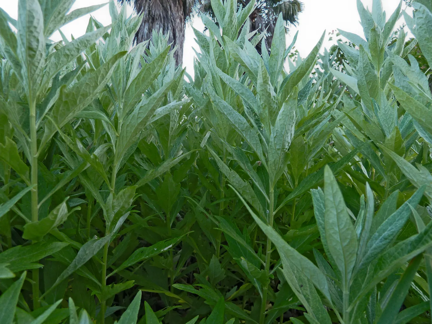 Artemisia douglasiana