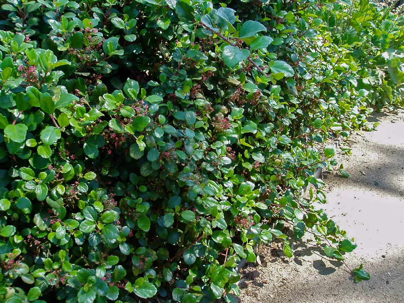 Ribes viburniolium