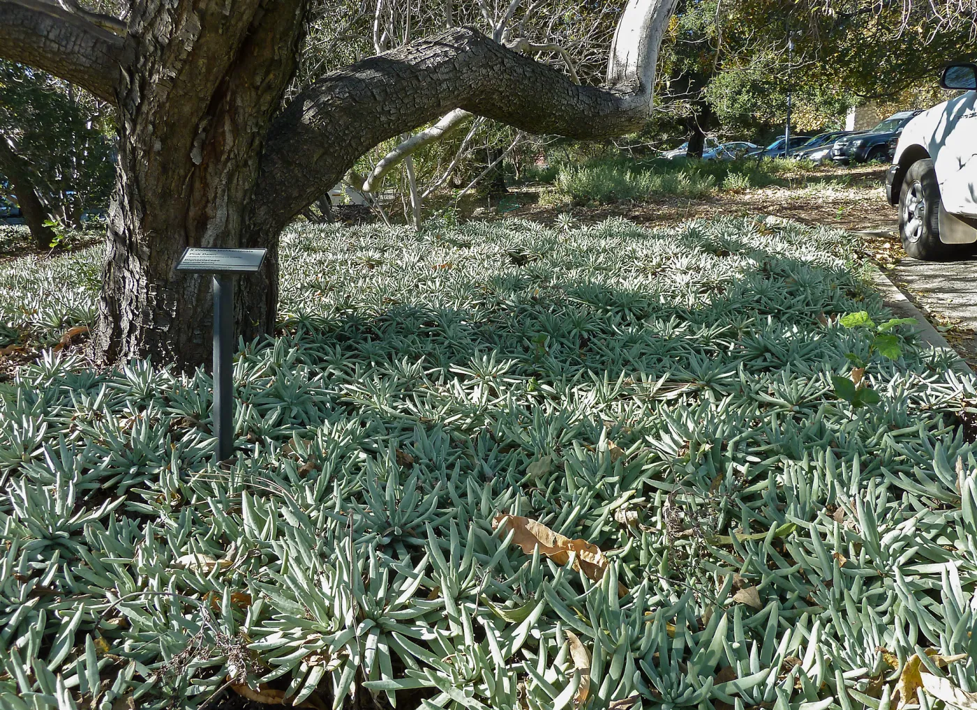Dudleya hassei