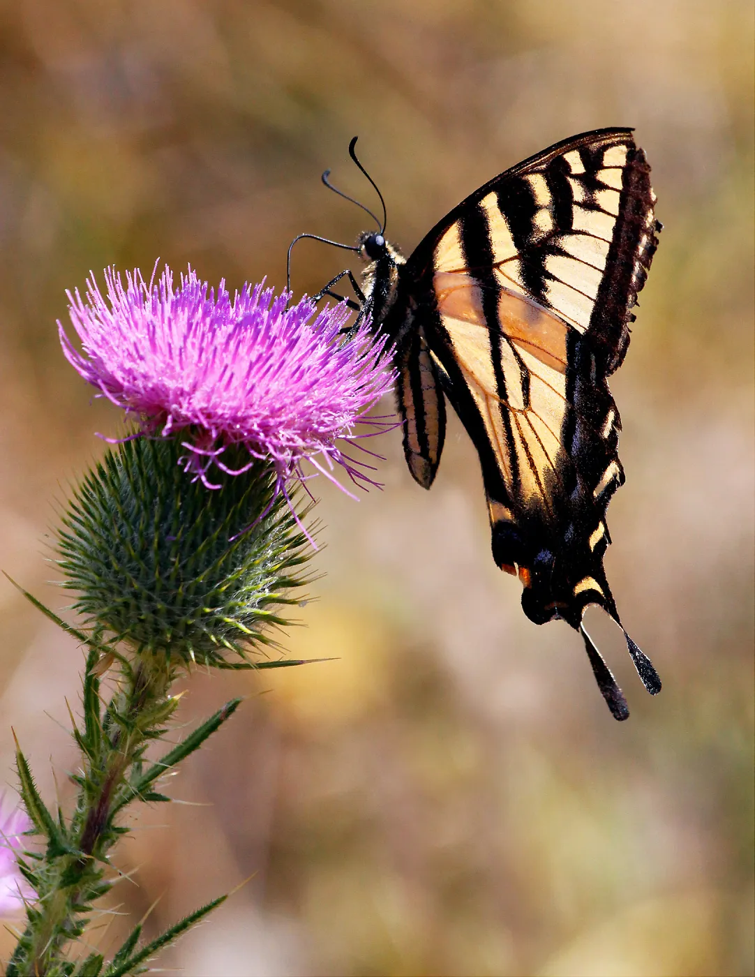 Tiger Swallow Tail Feeds on Thistle in Humboldt Redwoods State Park. Finalist in animal category in the 2011 Photo Contest.