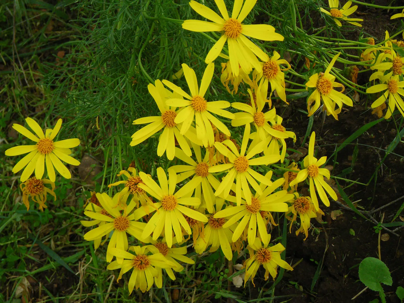 Coreopsis gigantea