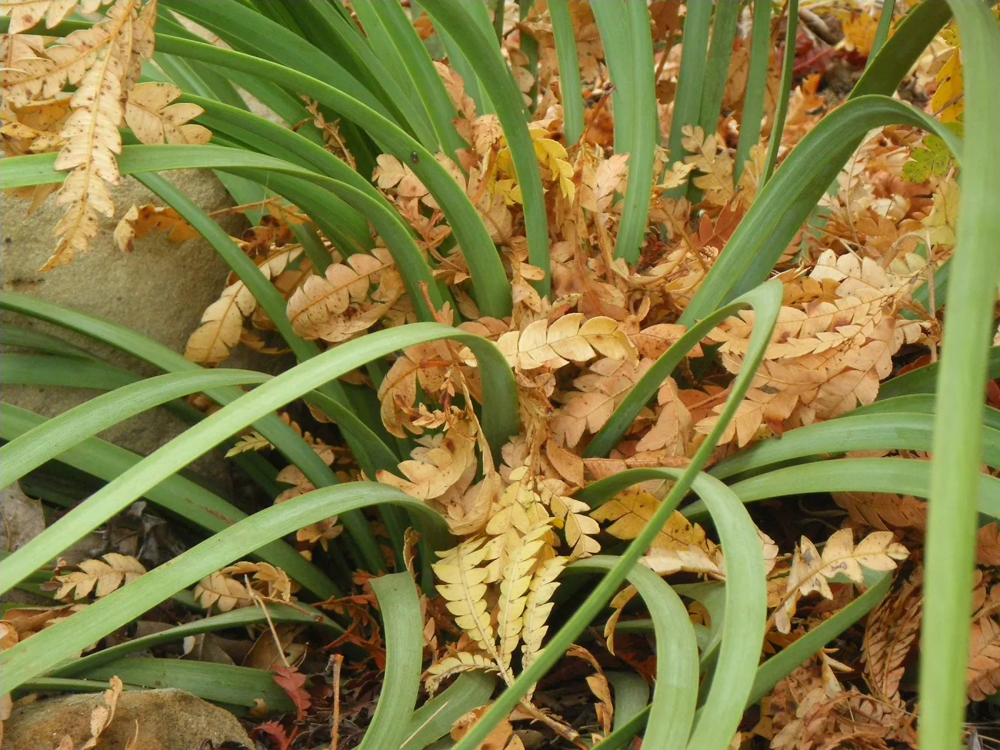 Hesperoyucca and Ironwood leaves, Finalist in 2011 Photo Contest in Closeup category