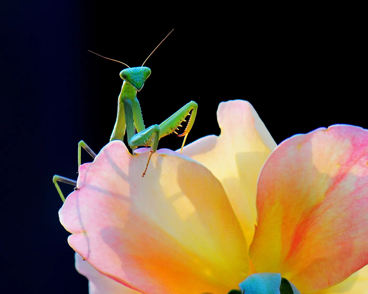 Praying Mantis and Rose
