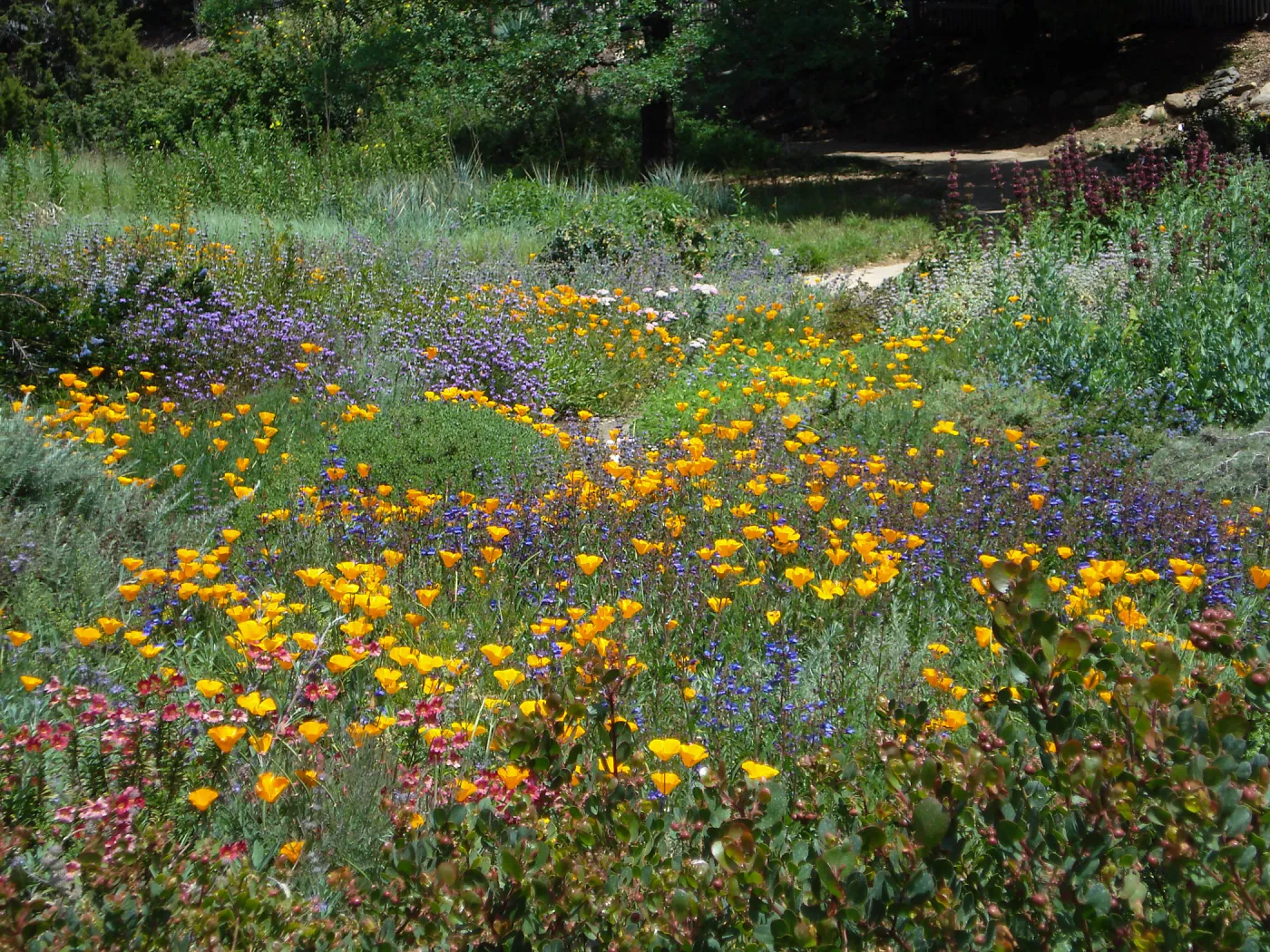 beautiful view of the meadow