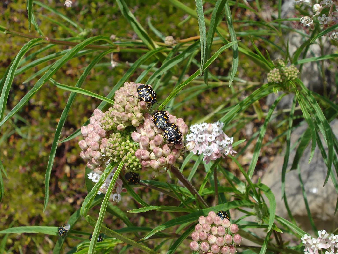 bugs on the asclepias