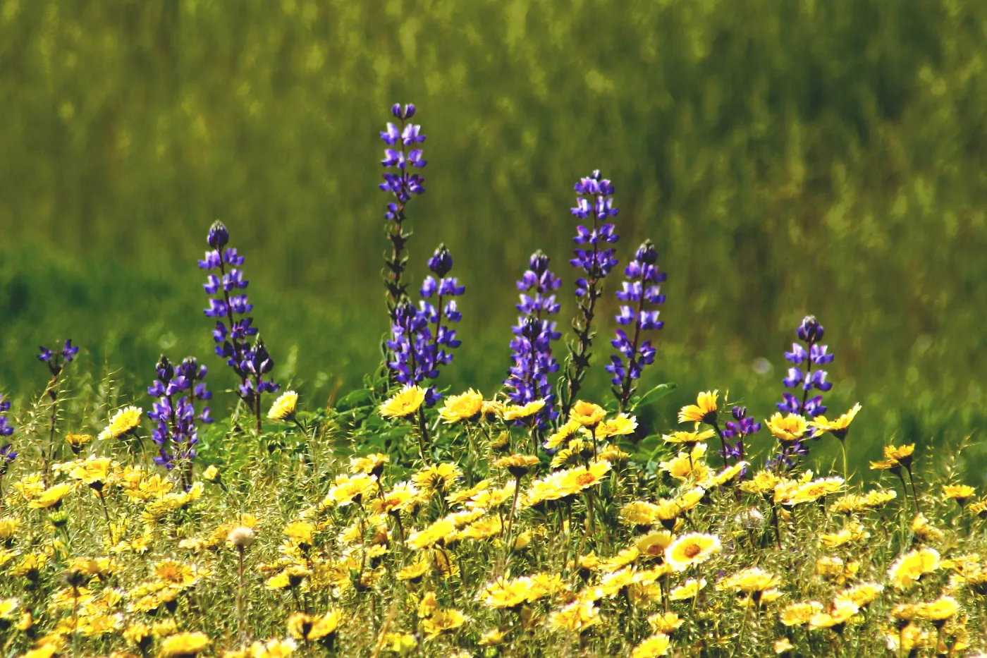 Lupine and Tidy Tips, Grijalva Park (Lupine) (tidy-tips)