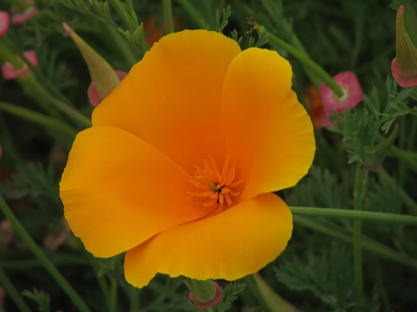 California Poppy Hwy 1 South of Big Sur