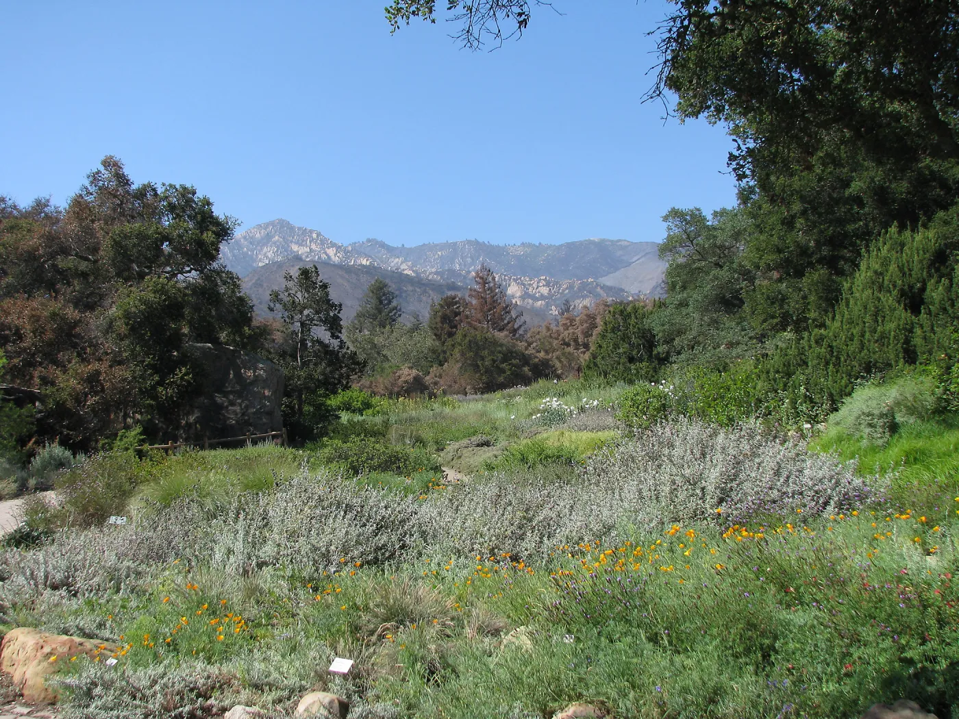 Meadow