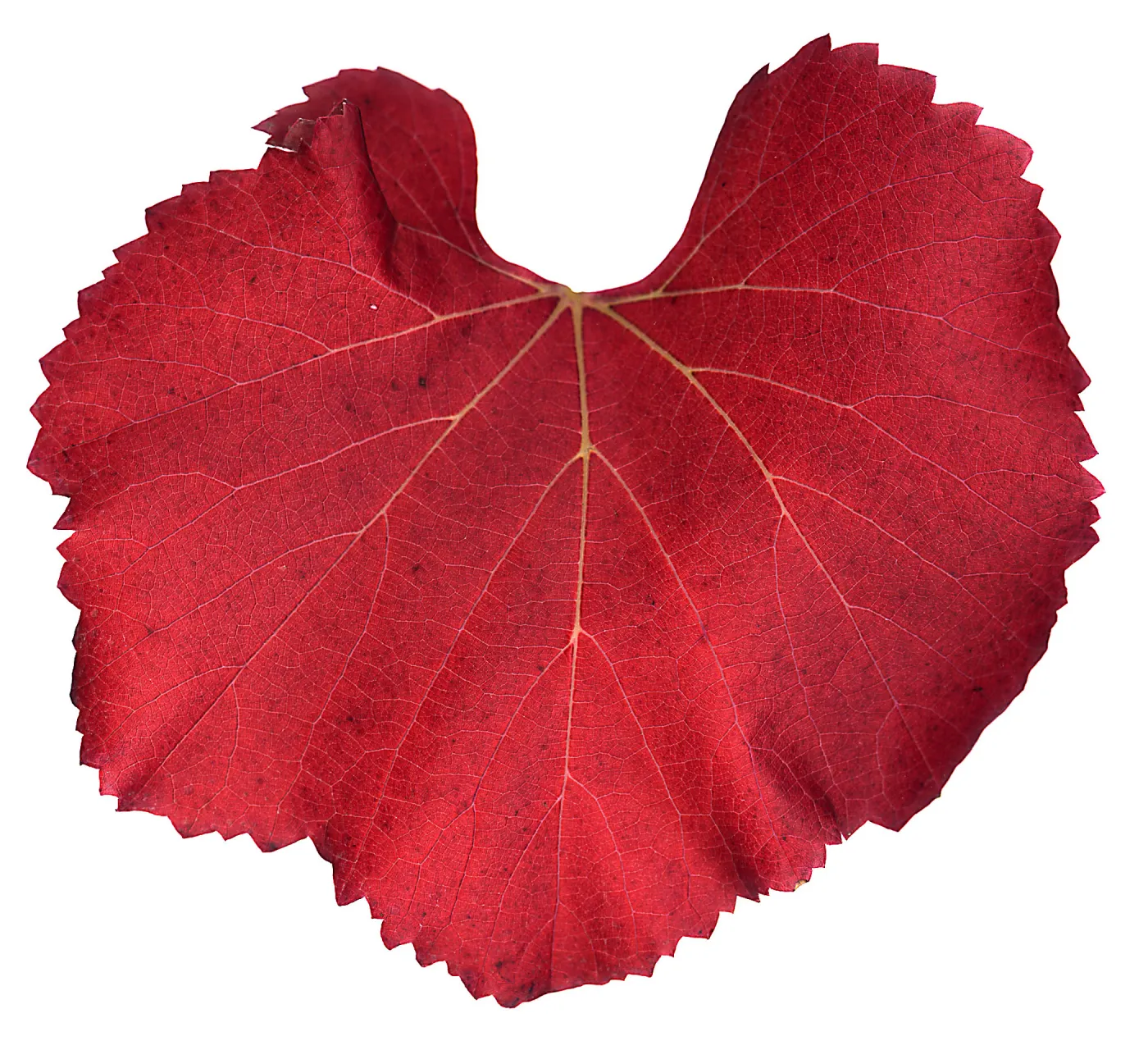 â€˜Roger's Red' California Wild Grape leaf in autumn color