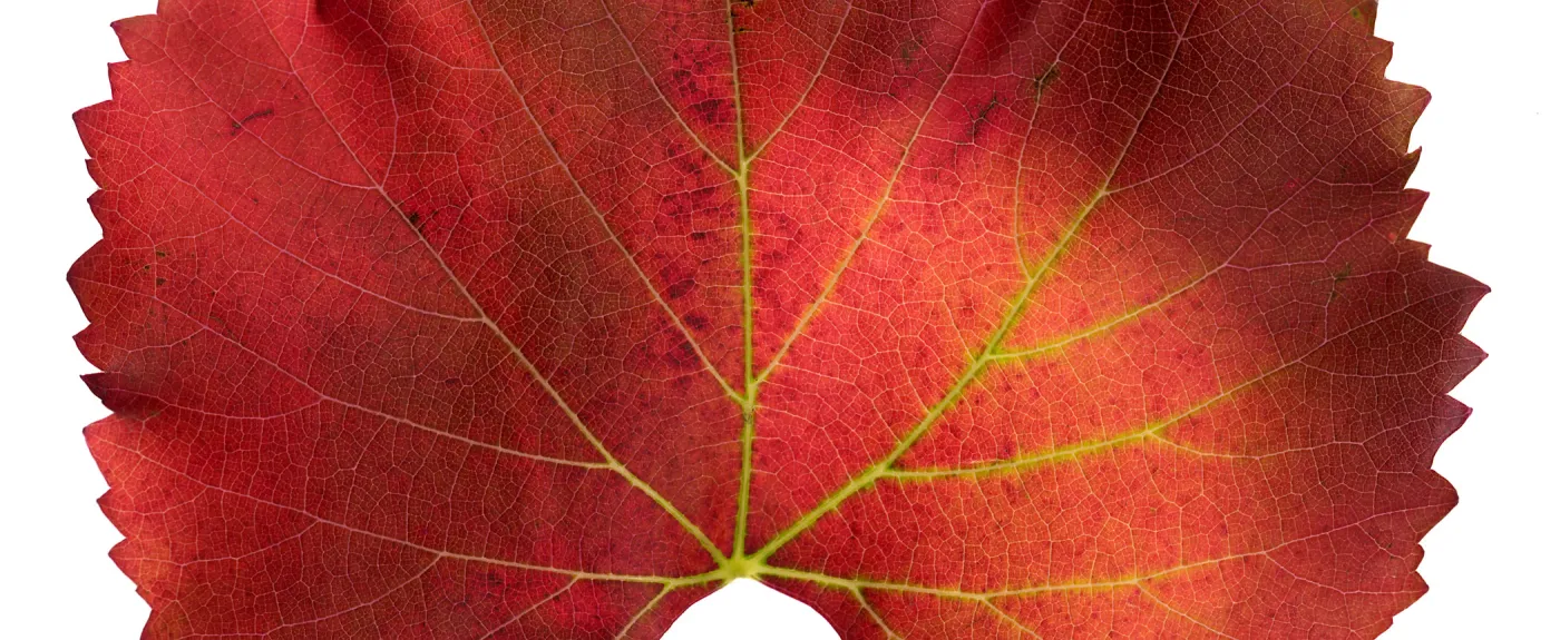â€˜Roger's Red' California Wild Grape leaf in autumn color