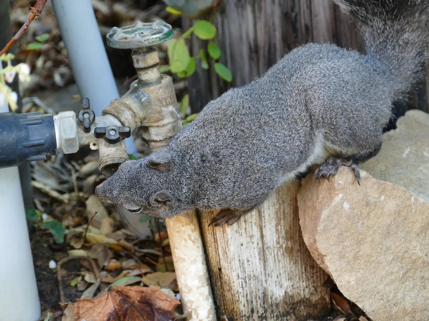 Squirrel drinking from leaking faucet