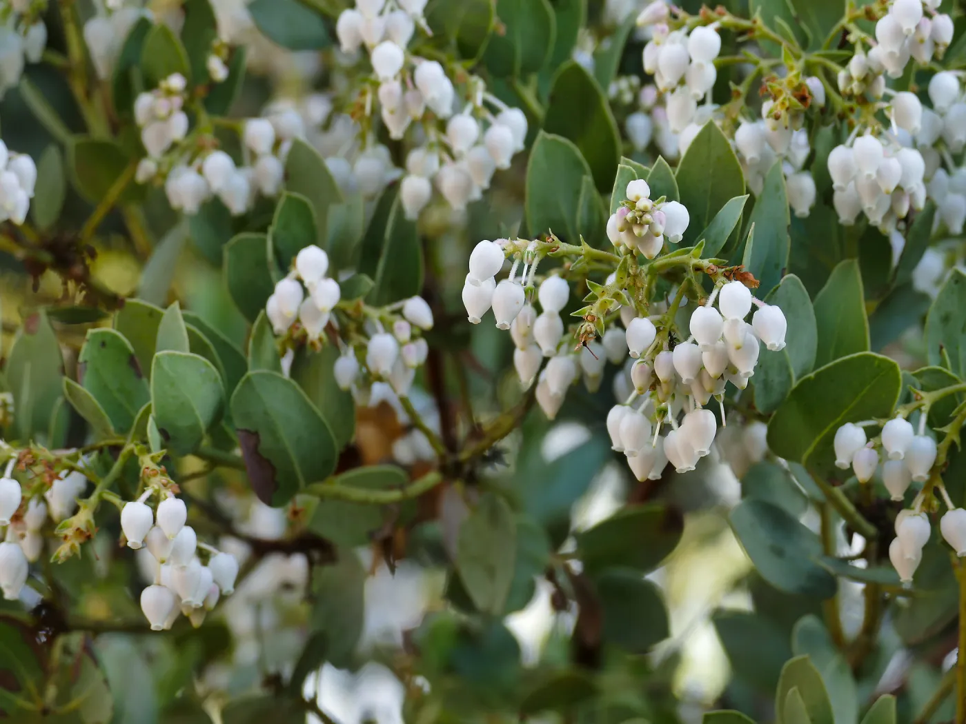 Bigberry Manzanita Arctostaphylos glauca