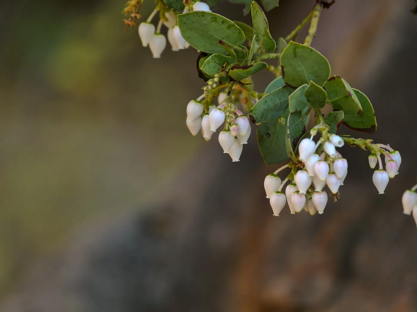 Bigberry Manzanita Arctostaphylos glauca