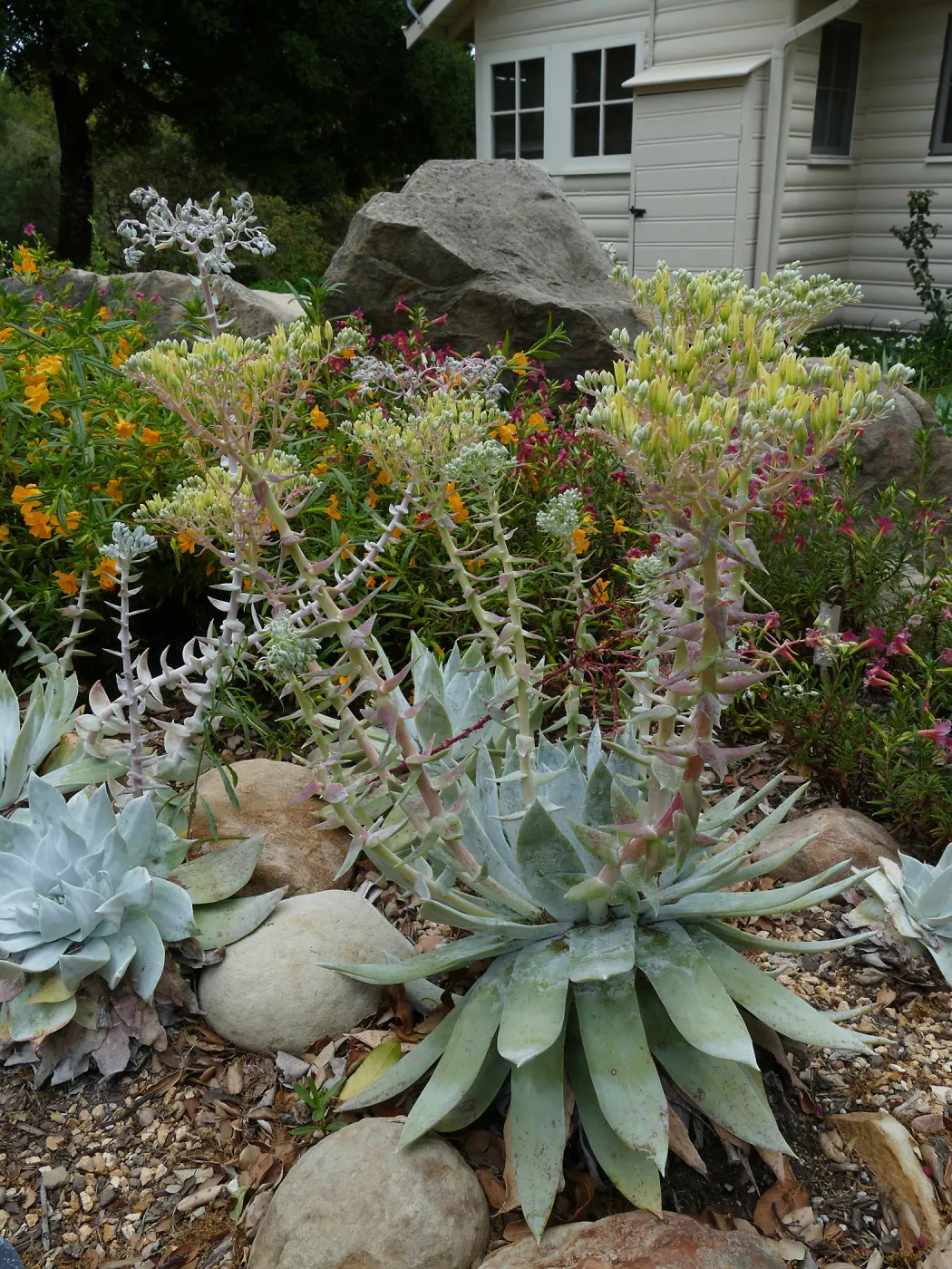 Water Wise Home Garden