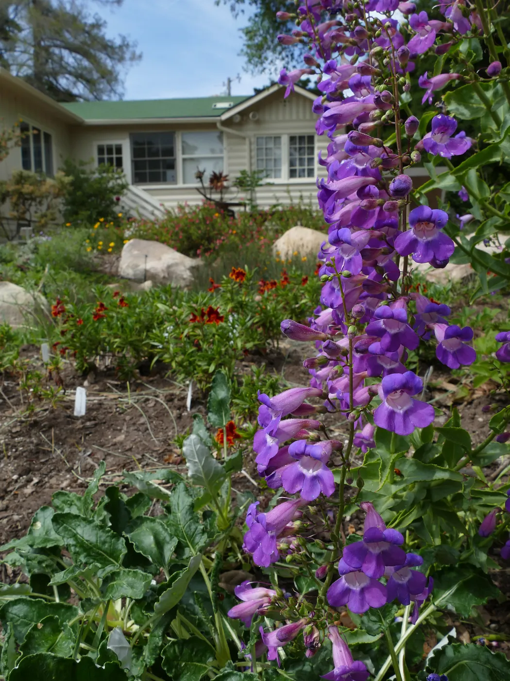 Water Wise Home Garden